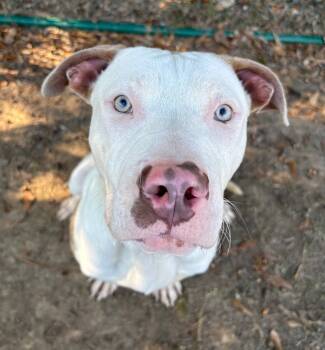 Rescue Pit Bull Terrier Dogs for Adoption in Little Rock, Arkansas - Spot | PetCurious