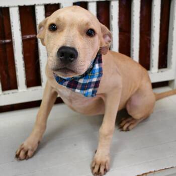 Watson -  Labrador Retriever Dog for Adoption in Beaumont, Texas - Watson | PetCurious