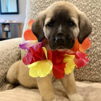 Great Pyrenees Dogs Available for Adoption in Krum, Texas - Miss Star | PetCurious