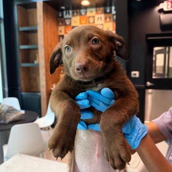 Ponyo 22464 -  Labrador Retriever and Mixed Breed Dog for Adoption in Cumming, Georgia - Ponyo 22464 | PetCurious