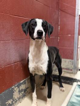 Otis 12080 -  Hound Dog for Adoption in Elberton, Georgia - Otis 12080 | PetCurious