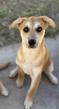 Zest -  Shepherd and Husky Dog for Adoption in San Diego, California - Zest | PetCurious