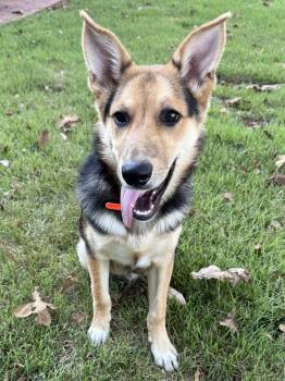 Jett -  German Shepherd Dog Dog for Adoption in Hartwell, Georgia - Jett | PetCurious