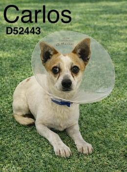 Chihuahua Dogs Available for Adoption - Carlos | PetCurious