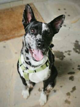 Rescue Terrier Dogs for Adoption in Candler, North Carolina - King | PetCurious