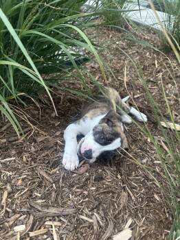 Crosby -  Boxer and Shepherd Dog for Adoption in Aurora, Colorado - Crosby | PetCurious