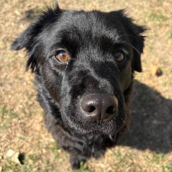 Spaniel Dogs Available for Adoption in San Jacinto, California - Franny | PetCurious