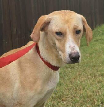 Rescue Labrador Retriever Dogs for Adoption in New York, New York - Lucy TX | PetCurious