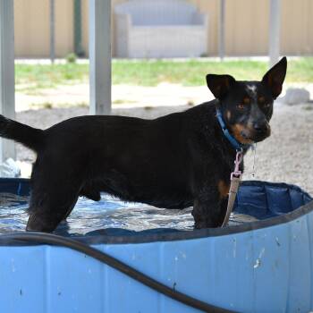 Australian Cattle Dog Blue Heeler Dogs Available for Adoption in Defuniak Springs, Florida - Wyatt | PetCurious