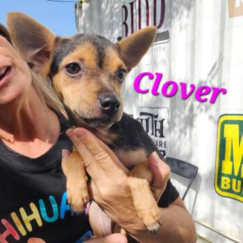 Clover -  Chihuahua and Mixed Breed Dog for Adoption in Corpus Christi, Texas - Clover | PetCurious
