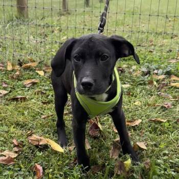 Rescue Plott Hound and Pit Bull Terrier Dogs for Adoption in Harrisonburg, Virginia - Huey | PetCurious