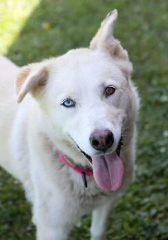 Nala (AO36901) -  Husky Dog for Adoption in Kansas City, Kansas - Nala (AO36901) | PetCurious