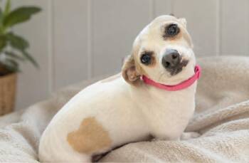 Scooby Girl -  Chihuahua Dog for Adoption in Sparta, Wisconsin - Scooby Girl | PetCurious