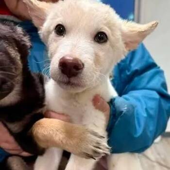 Husky Dogs Available for Adoption - Bob | PetCurious