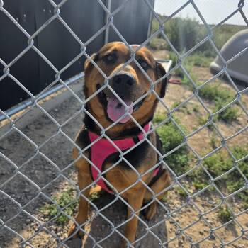 Sasha -  Rottweiler Dog for Adoption in Rawlins, Wyoming - Sasha | PetCurious