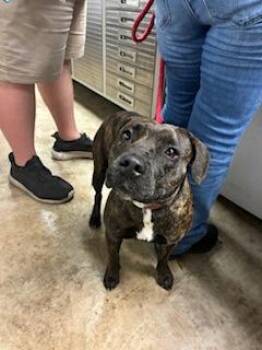 Terrier and Mixed Breed Dogs Available for Adoption - Lotto | PetCurious