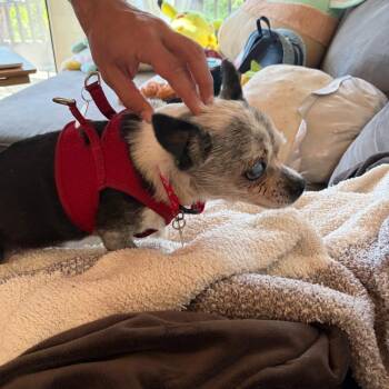 Loveseat 14395 -  Chihuahua Dog for Adoption in San Francisco, California - Loveseat 14395 | PetCurious