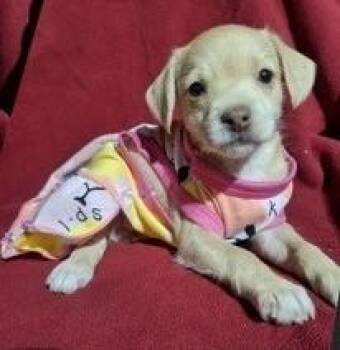NIXIE -  Chihuahua Dog for Adoption in Edgecliff Village, Texas - NIXIE | PetCurious