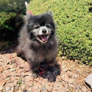Nani -  Pomeranian Dog for Adoption in Henderson, Nevada - Nani | PetCurious