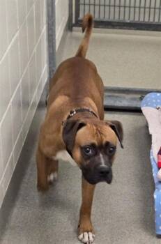 RIZZ -  Boxer and Mixed Breed Dog Available for Adoption in Omaha, Nebraska - RIZZ | PetCurious