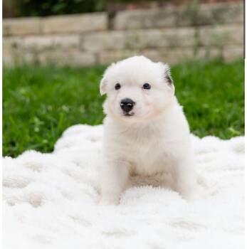 Corgi and Australian Cattle Dog Blue Heeler Dogs Available for Adoption in Pflugerville, Texas - Maran  | PetCurious