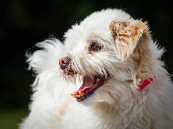 Louis -  Lhasa Apso Dog for Adoption in Pointe-fortune, Quebec - Louis | PetCurious