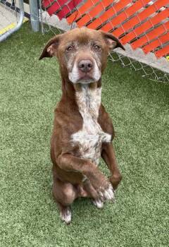 Labrador Retriever and Mixed Breed Dogs Available for Adoption in Fort Worth, Texas - Buzz | PetCurious