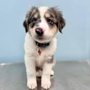 Kovu -  Australian Shepherd Dog for Adoption in Portland, Oregon - Kovu | PetCurious