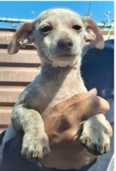 Rescue Terrier Dogs for Adoption in Graham, Washington - SAGE | PetCurious