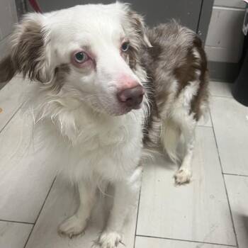 Australian Shepherd Dogs Available for Adoption in Lufkin, Texas - Laramie | PetCurious