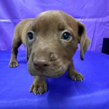 Titan -  Pit Bull Terrier and Mixed Breed Dog for Adoption in North Myrtle Beach, South Carolina - Titan | PetCurious