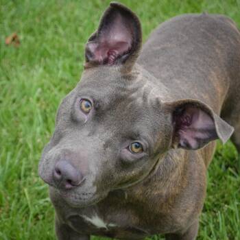 Moon Pie -  American Staffordshire Terrier and English Bulldog Dog for Adoption in Huntley, Illinois - Moon Pie | PetCurious