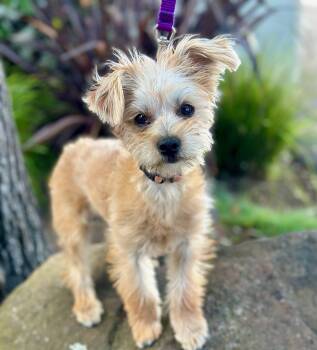 Yorkshire Terrier Dogs Available for Adoption in Palo Alto, California - Merriweather | PetCurious