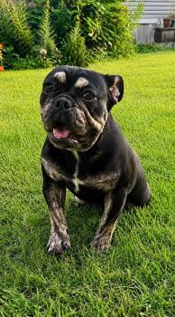Maddie - Massachusetts Foster -  English Bulldog Dog for Adoption in Princeton, Massachusetts - Maddie - Massachusetts Foster | PetCurious