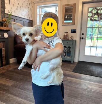 Maisy -  Yorkshire Terrier Dog for Adoption in Rochester, New York - Maisy | PetCurious