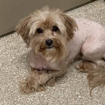 Shih Poo and Bichon Frise Dogs Available for Adoption - Skye | PetCurious