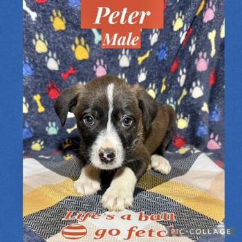 Labrador Retriever Dogs Available for Adoption - Peter | PetCurious