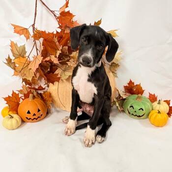 1130 (2026) Parker -  Collie and Mixed Breed Dog for Adoption in Parker, Colorado - 1130 (2026) Parker | PetCurious