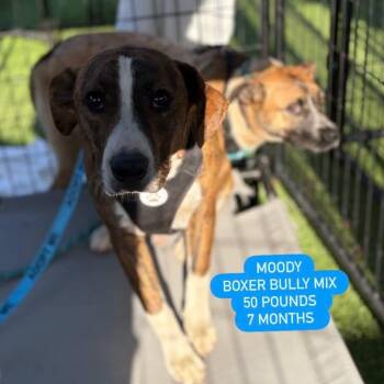 Boxer and Chihuahua Dogs Available for Adoption in Tampa, Florida - Moody | PetCurious