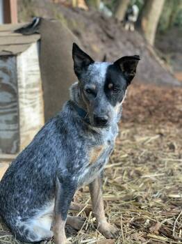 Australian Cattle Dog Blue Heeler Dogs Available for Adoption in Paso Robles, California - Frank | PetCurious