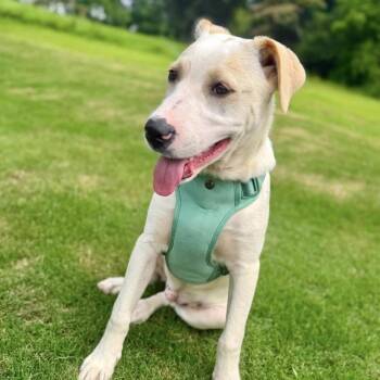 Chase -  Yellow Labrador Retriever and Great Pyrenees Dog for Adoption in Warrior, Alabama - Chase | PetCurious