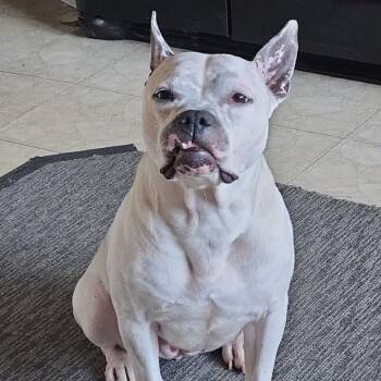 Rescue Pit Bull Terrier and Mixed Breed Dogs for Adoption in Parkersburg, West Virginia - Xena | PetCurious