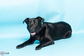 Mixed Breed Dogs Available for Adoption in Alexandria, Virginia - Brutus | PetCurious