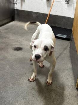 DANI -  Pit Bull Terrier Dog for Adoption - DANI | PetCurious