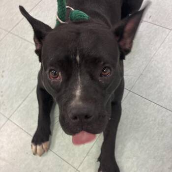 Morticia -  Mixed Breed Dog for Adoption in Philadelphia, Pennsylvania - Morticia | PetCurious