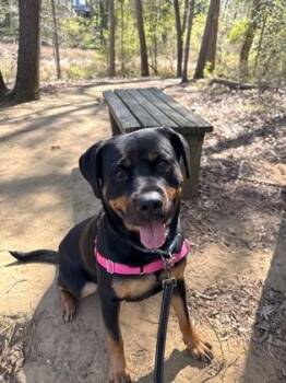 Rottweiler Dogs Available for Adoption in Annapolis, Maryland - Sansa | PetCurious