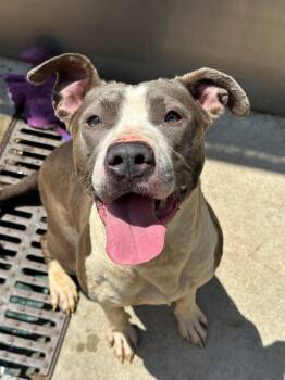 Riley -  Pit Bull Terrier Dog for Adoption in Chicago, Illinois - Riley | PetCurious
