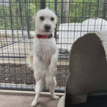 Chihuahua and Terrier Dogs Available for Adoption in Smithfield, North Carolina - Jovie | PetCurious
