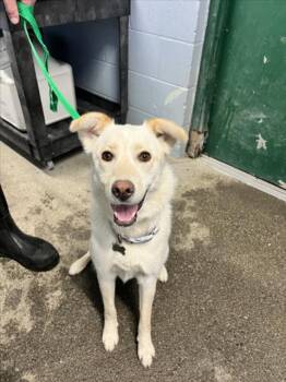 Australian Cattle Dog Blue Heeler and German Shepherd Dog Dogs Available for Adoption in Woodland, California - IVY | PetCurious