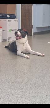 Rescue Pit Bull Terrier and Mixed Breed Dogs for Adoption in East Providence, Rhode Island - Autumn | PetCurious